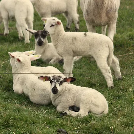 Homestay szállás Connys