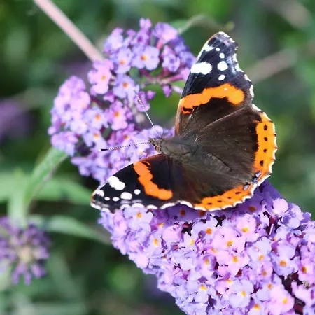 Connys Rum i privatbostad